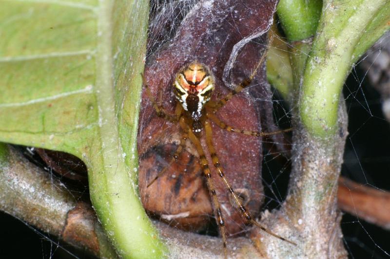 Theridion_pyramidale_D4076_Z_80_Alexandra hills Brisbane_Australie.jpg